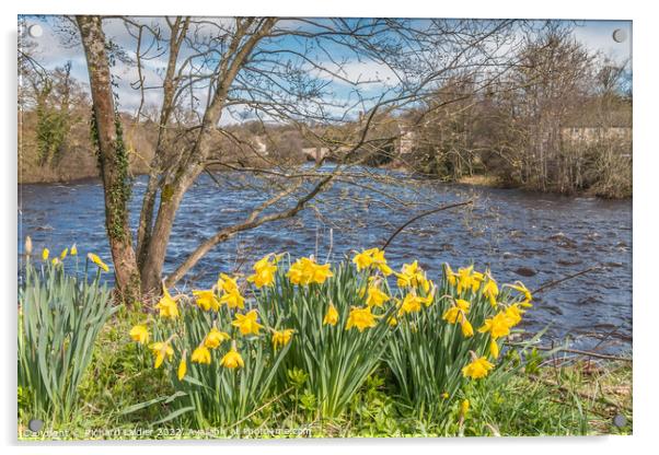 Daffodils on the Riverbank at Barnard Castle, Teesdale Acrylic by Richard Laidler