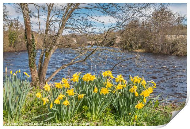 Daffodils on the Riverbank at Barnard Castle, Teesdale Print by Richard Laidler