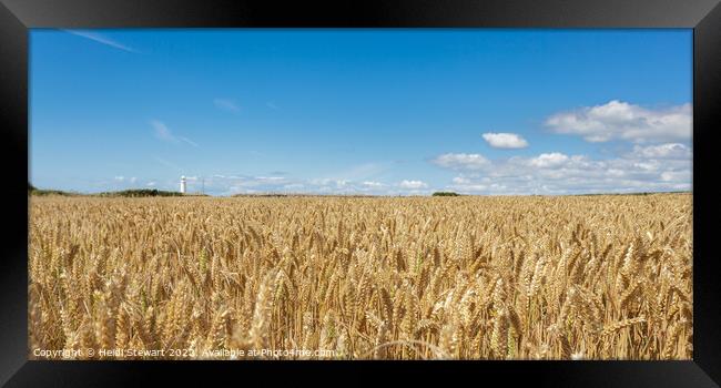 Nash Point Lighthouse and Golden Wheat Fields Framed Print by Heidi Stewart