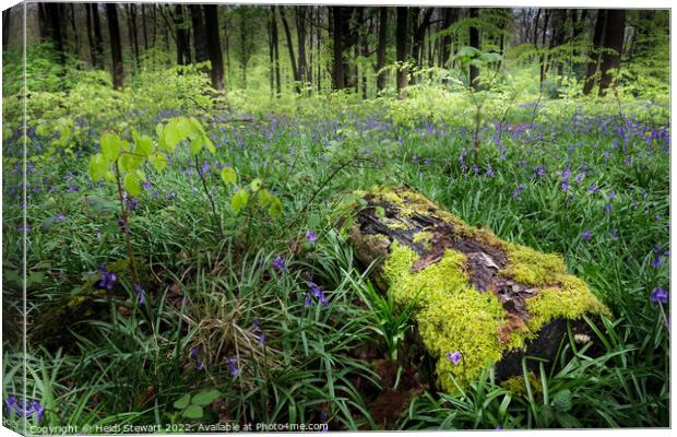 Mossy Log and Bluebells Canvas Print by Heidi Stewart