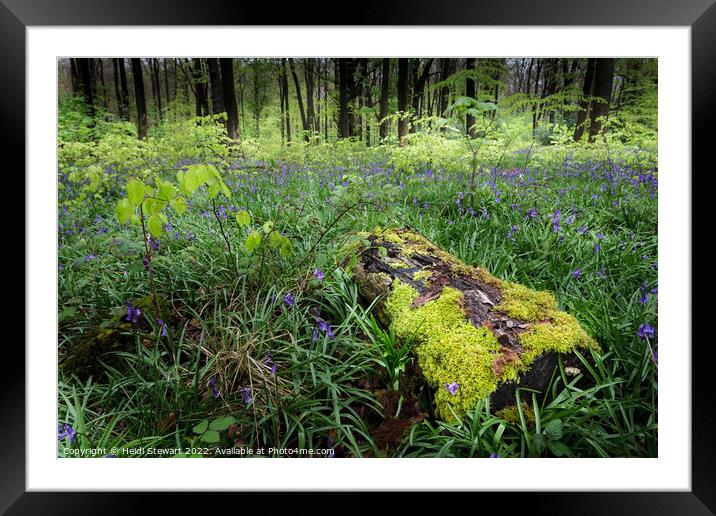 Mossy Log and Bluebells Framed Mounted Print by Heidi Stewart
