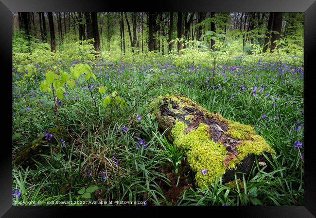 Mossy Log and Bluebells Framed Print by Heidi Stewart