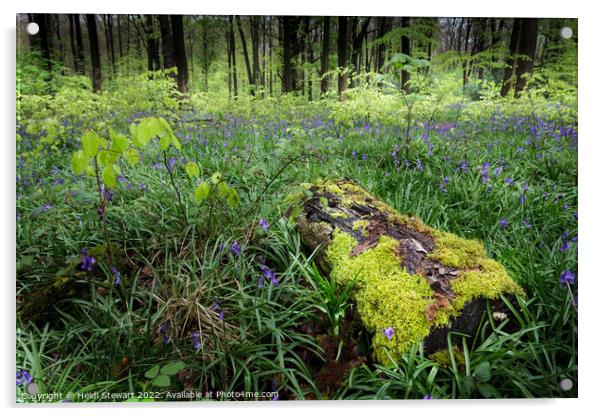 Mossy Log and Bluebells Acrylic by Heidi Stewart