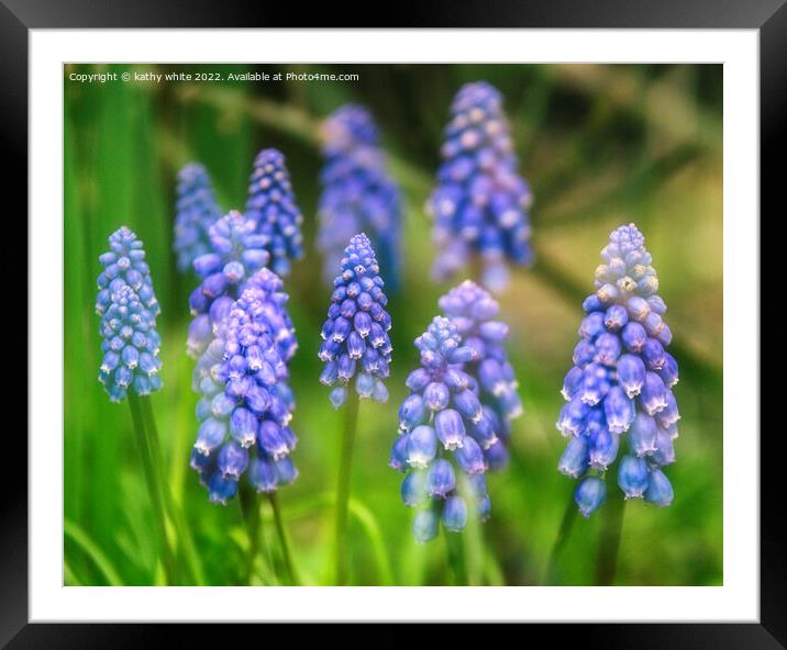 Grape hyacinth spring wildflower Framed Mounted Print by kathy white