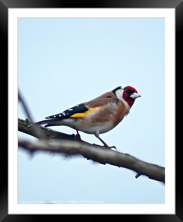  Goldfinch  Framed Mounted Print by craig hopkins