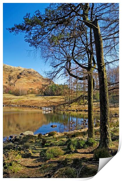 Blea Tarn Lake District Cumbria  Print by Darren Galpin