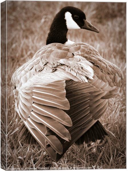 Canada Goose Back Canvas Print by STEPHEN THOMAS