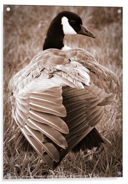 Canada Goose Back Acrylic by STEPHEN THOMAS