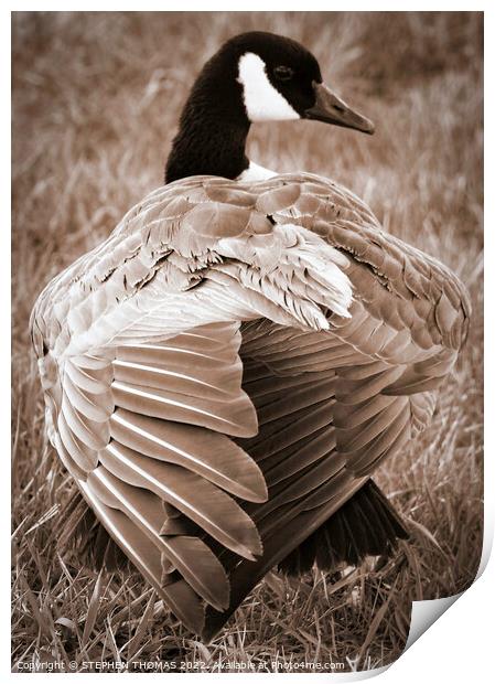 Canada Goose Back Print by STEPHEN THOMAS