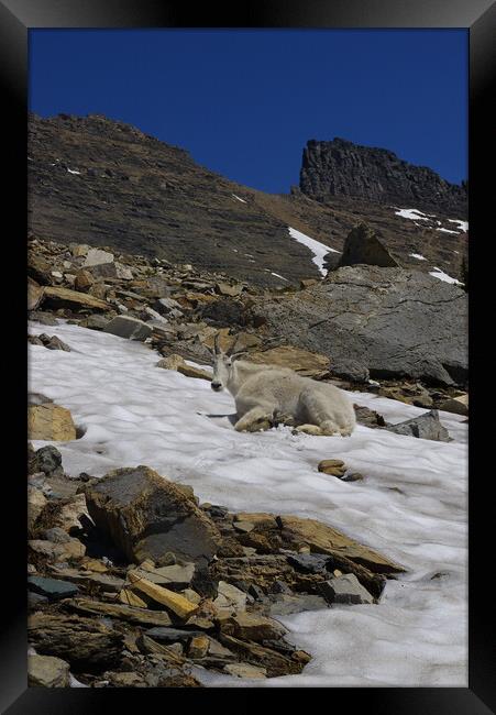 Mountain Goat Framed Print by Amy Rogers