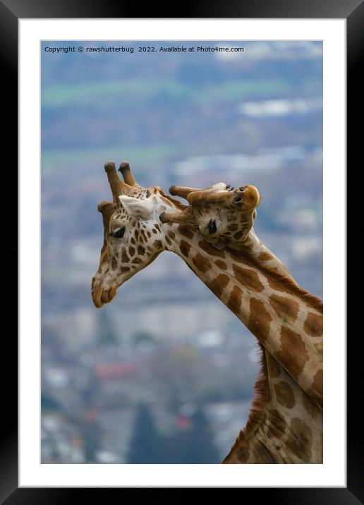 Giraffes Neck and Neck Framed Mounted Print by rawshutterbug 