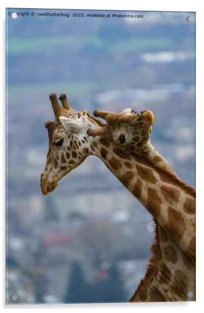 Giraffes Neck and Neck Acrylic by rawshutterbug 