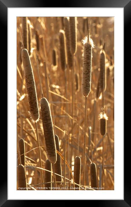 Golden Cattails Framed Mounted Print by STEPHEN THOMAS