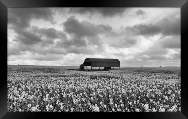 Rapeseed in monochrome.  Framed Print by Mark Godden