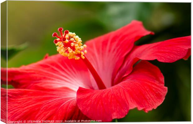 Red Hibiscus Flower Canvas Print by STEPHEN THOMAS