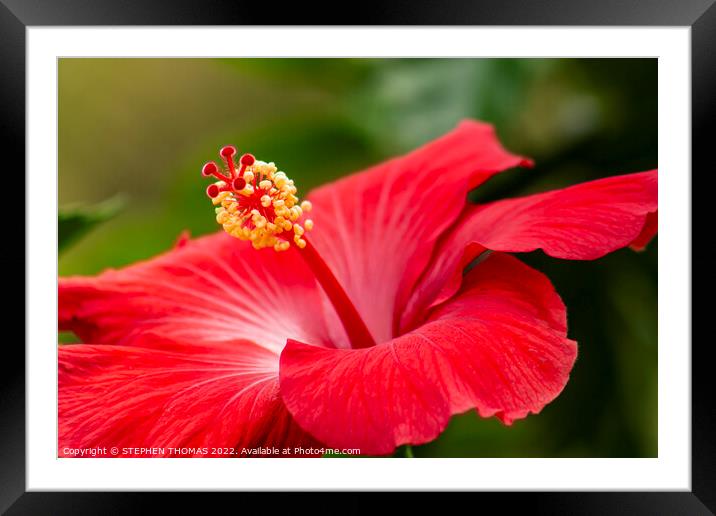 Red Hibiscus Flower Framed Mounted Print by STEPHEN THOMAS