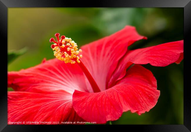 Red Hibiscus Flower Framed Print by STEPHEN THOMAS