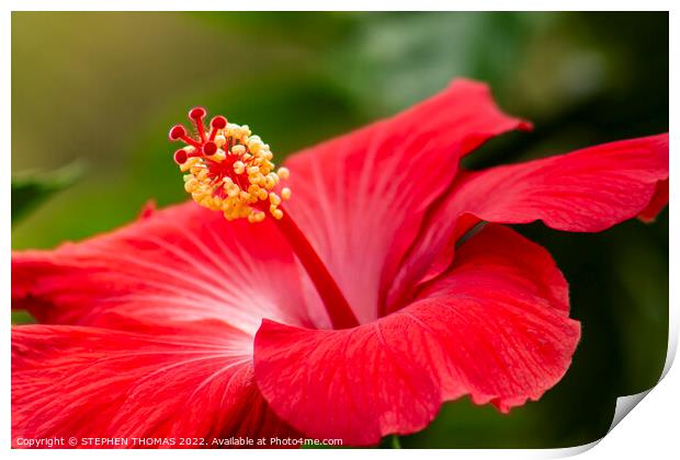 Red Hibiscus Flower Print by STEPHEN THOMAS