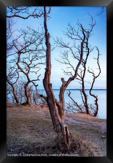 Hittarp Dead Tree at Coastline Framed Print by Antony McAulay