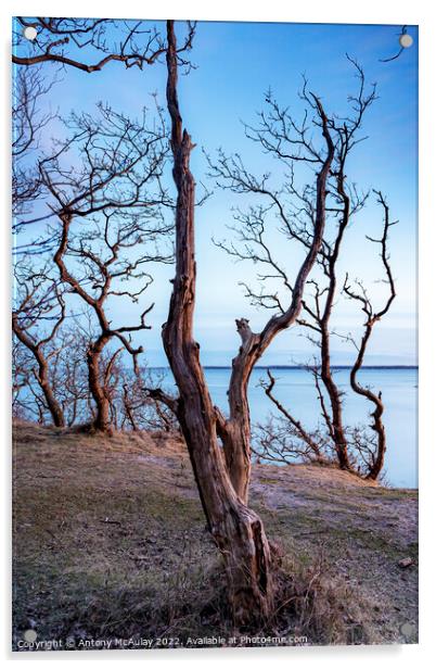 Hittarp Dead Tree at Coastline Acrylic by Antony McAulay