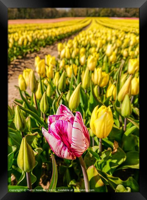 “Tulip Wow” - Pink Wonder Framed Print by Terry Newman