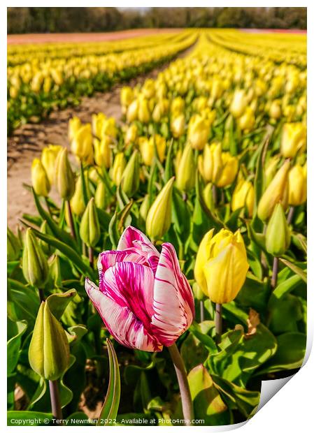 “Tulip Wow” - Pink Wonder Print by Terry Newman