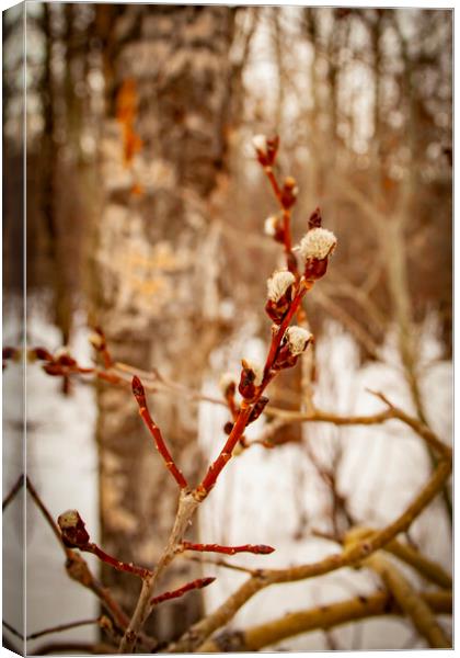 Catkins Canvas Print by STEPHEN THOMAS