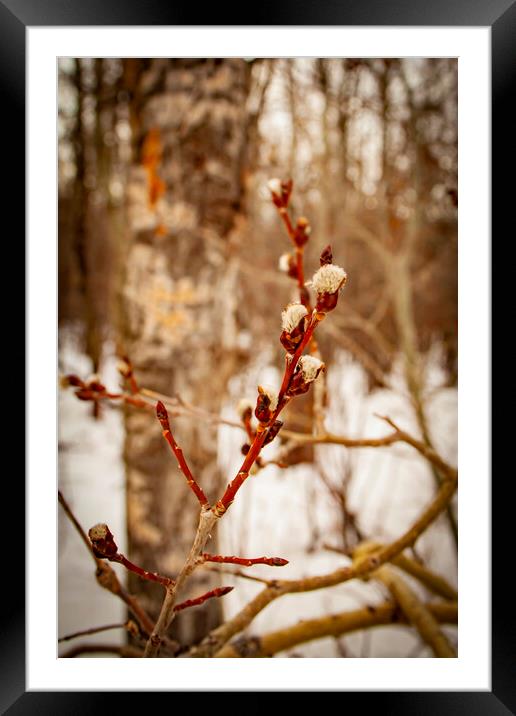 Catkins Framed Mounted Print by STEPHEN THOMAS