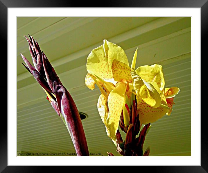 Yellow Lily Framed Mounted Print by Stephanie Moore