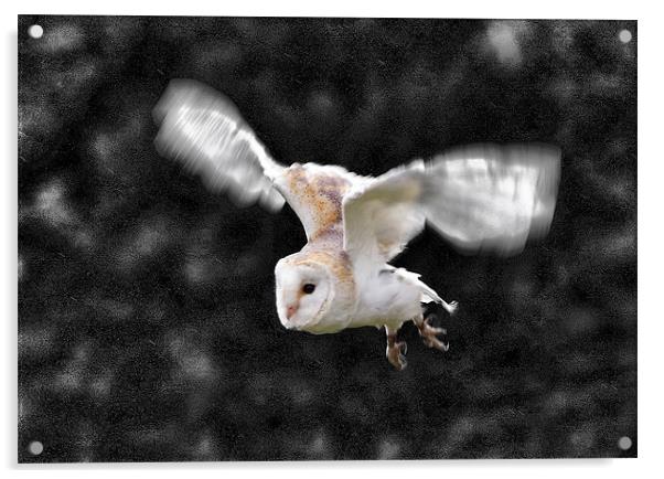 Barn Owl in flight Acrylic by Tony Bates