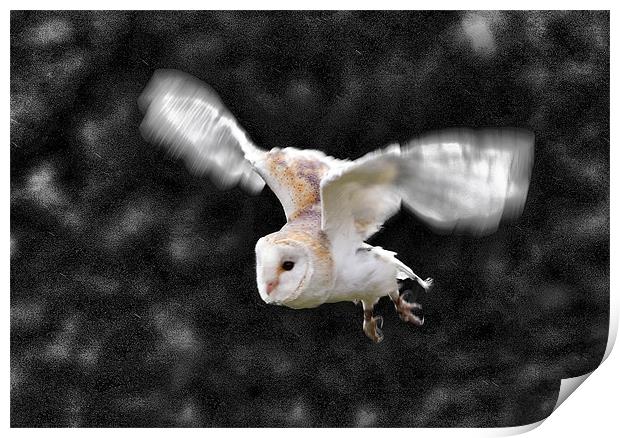 Barn Owl in flight Print by Tony Bates