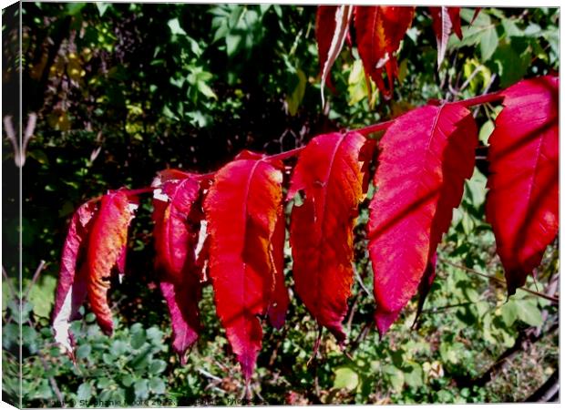 Scarlet Leaves Canvas Print by Stephanie Moore