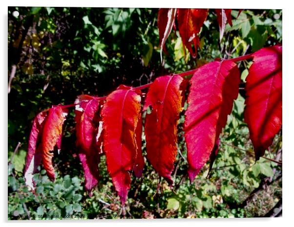 Scarlet Leaves Acrylic by Stephanie Moore