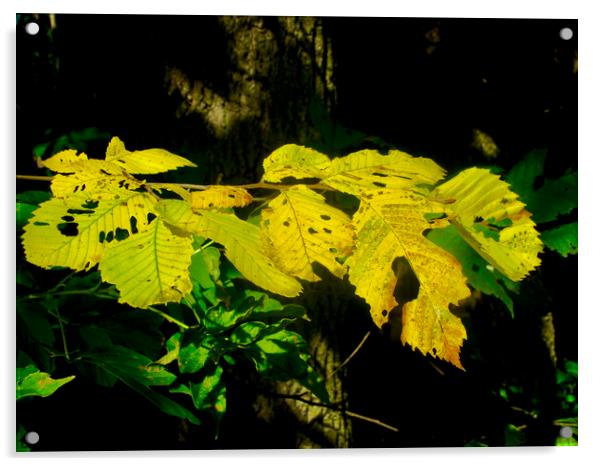 Yellow fall leaves Acrylic by Stephanie Moore