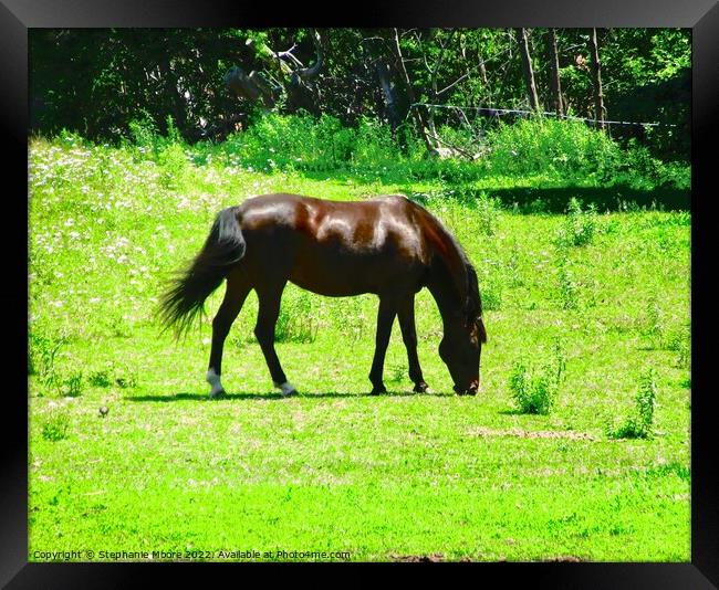 Grazing Horse Framed Print by Stephanie Moore