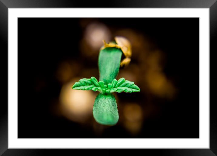 Young Cannabis Seedling  Framed Mounted Print by Craig Weltz