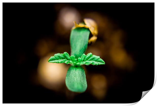 Young Cannabis Seedling  Print by Craig Weltz
