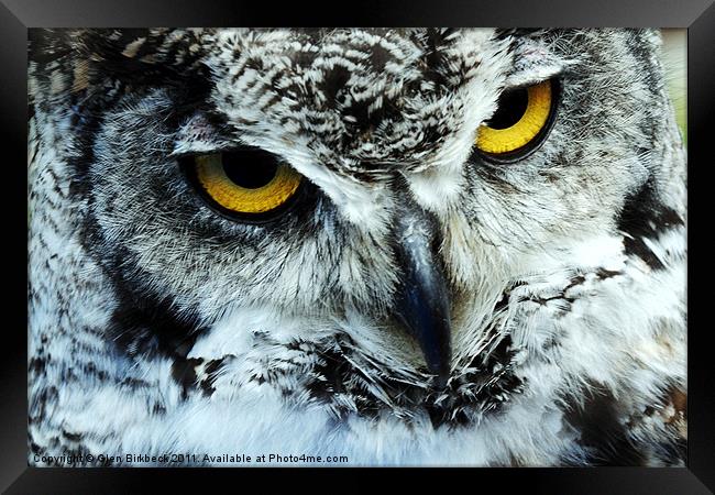 Snowy Owl with eyes staring Framed Print by Glen Birkbeck