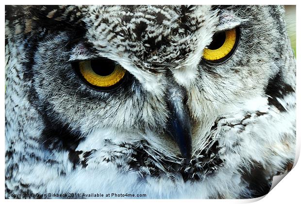 Snowy Owl with eyes staring Print by Glen Birkbeck