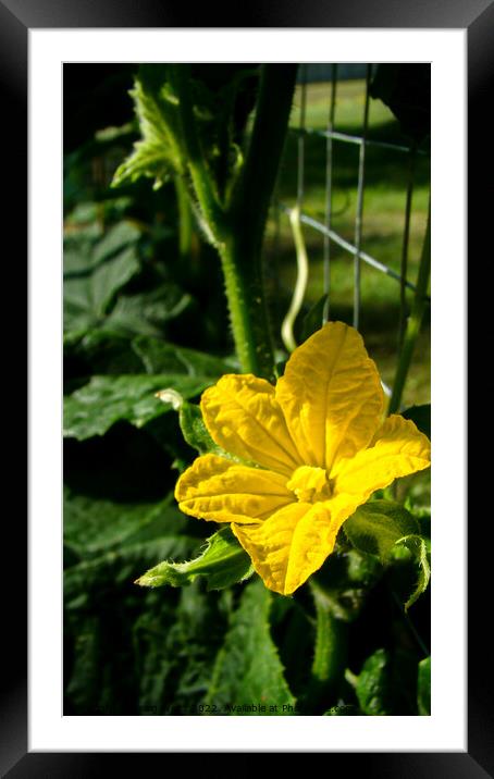 Bright Yellow Cucumber Flower  Framed Mounted Print by Craig Weltz