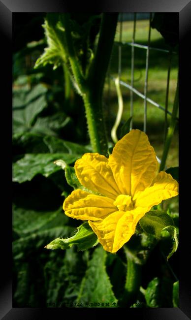 Bright Yellow Cucumber Flower  Framed Print by Craig Weltz