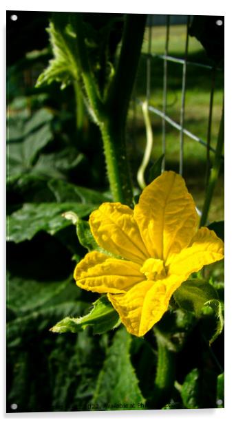 Bright Yellow Cucumber Flower  Acrylic by Craig Weltz