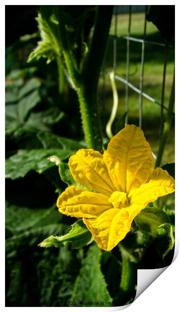 Bright Yellow Cucumber Flower  Print by Craig Weltz