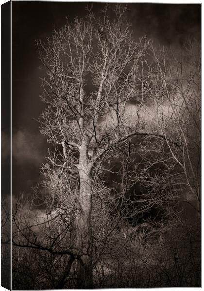 Black and white tree with dark skys Canvas Print by Craig Weltz