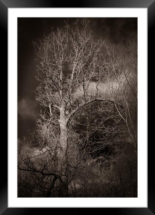 Black and white tree with dark skys Framed Mounted Print by Craig Weltz