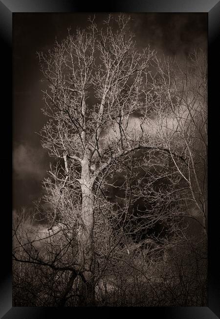 Black and white tree with dark skys Framed Print by Craig Weltz