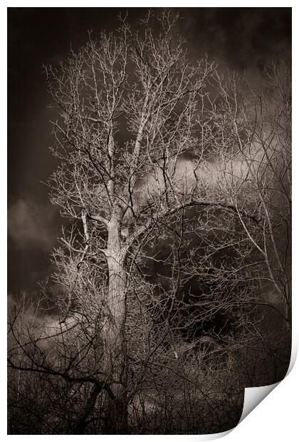 Black and white tree with dark skys Print by Craig Weltz