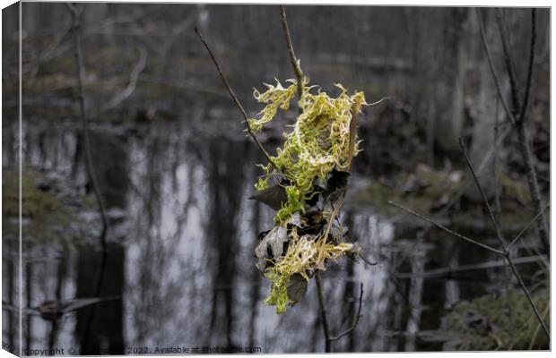 Light color moss and leaves hanging from a small t Canvas Print by Craig Weltz
