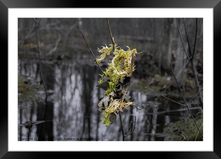 Light color moss and leaves hanging from a small t Framed Mounted Print by Craig Weltz