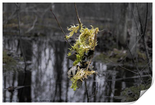 Light color moss and leaves hanging from a small t Print by Craig Weltz